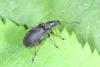 Phyllobius glaucus
